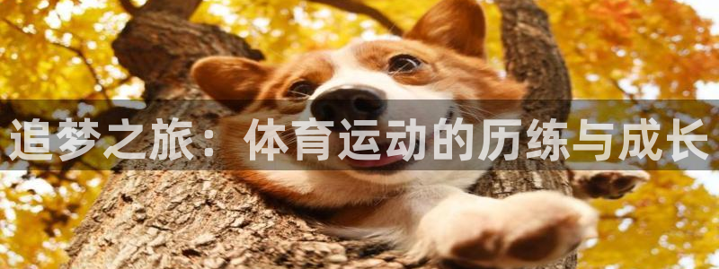 海南vsport体育官网下载：追梦之旅：体育运动的历